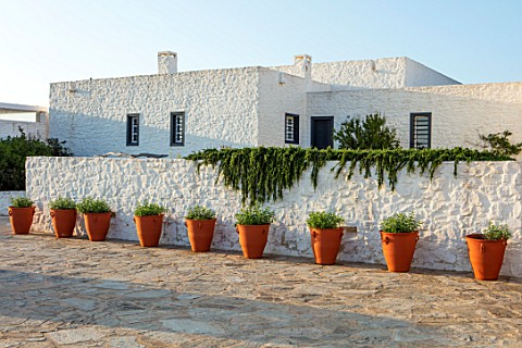ANTIPAROS_GREECE_DESIGNER_THOMAS_DOXIADISWHITE_PAINTED_VILLA_WITH_ROSEMARY_CASCADING_OVER_WALL_AND_T