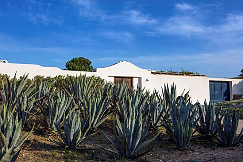 ANTIPAROS_GREECE_DESIGNER_THOMAS_DOXIADIS_VILLA_GARDEN_WITH_AGAVE_CACTUS_AND_WHITE_WALL_AGAVE_AMERIC