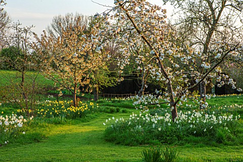 WARDINGTON_MANOR_OXFORDSHIRE_SPRING__MEADOW_WITH_DAFFODILS_AND_CHERRY_BLOSSOM_COTTAGE_COUNTRY_PRUNUS