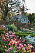 THE OLD PARSONAGE, LITTLE BREDY, DORSET: SPRING. POTAGER WITH TULIPS IN PINK, DEEP RED AND LEMON SHADES. GLASS CLOCHES. BULB. CHURCH IN BACKGROUND.WILLOW HURDLES.COUNTRY GARDEN