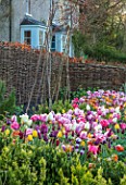 THE OLD PARSONAGE,LITTLE BREDY,DORSET.THE DOLLY MIXTURE TULIP PICKING BORDER.CUTTING GARDEN, WILLOW HURDLES, WIGWAMS, SPRING, GARDEN, TULIPA, PINK, YELLOW, WHITE,PASTELS, COLOURFUL