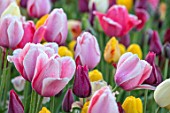 THE OLD PARSONAGE, DORSET: BORDER OF TULIPS WITH PINK TULIPA OLLIOULES, DEEP RED MERLOT AND YELLOW STRONG GOLD. COLOURFUL, GARDEN, CUTTING GARDEN, SPRING,BULB.
