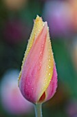 THE OLD PARSONAGE, DORSET: CLOSE UP PLANT PORTRAIT OF TULIPA BLUSHING LADY. FLOWER,SPRING,BULB,DEW,PINK AND YELLOW