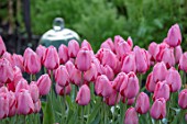 THE OLD PARSONAGE, DORSET: BEAUTIFUL BORDER OF PINK TULIPA PINK IMPRESSION. SPRING, FLOWER, BULB, GLASS CLOCHE.