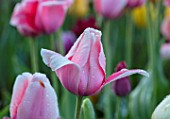 THE OLD PARSONAGE, DORSET: PINK TULIPA OLLIOULES IN BORDER. CLOSE UP, PLANT PORTRAIT, BULB, FLOWER, SPRING, CUTTING GARDEN.