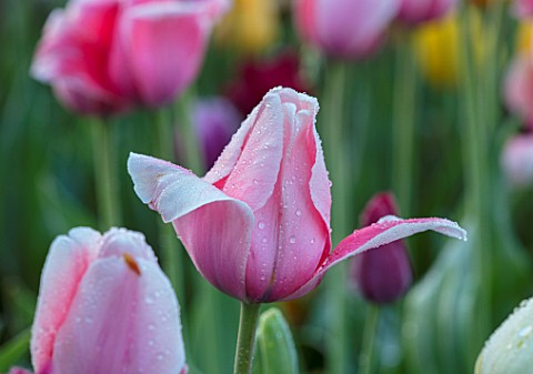 THE_OLD_PARSONAGE_DORSET_PINK_TULIPA_OLLIOULES_IN_BORDER_CLOSE_UP_PLANT_PORTRAIT_BULB_FLOWER_SPRING_