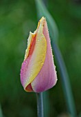 THE OLD PARSONAGE, DORSET: SINGLE FLOWER OF TULIPA BLUSHING LADY. CLOSE UP, PLANT PORTRAIT, SPRING, BULB, FLOWER, PINK AND YELLOW.