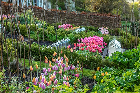 THE_OLD_PARSONAGE_DORSET_TULIPS_IN_COLOURFUL_SHADES_IN_GARDEN_WITH_WILLOW_HURDLES_CLOCHES_WILLOW_WIG