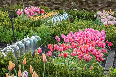 THE_OLD_PARSONAGE_DORSET_TULIPS_FORE_BLUSHING_LADY_SALMON_IMPRESSION_PINK_IMPRESSION_AND_OLLIOULES_W