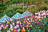 THE OLD PARSONAGE, DORSET: DOLLY MIXTURE TULIP PICKING BORDER WITH TULIPS IN COLOURFUL SHADES WITH GLASS CLOCHES. CUTTING GARDEN, SPRING, BULB, PINK, YELLOW, PURPLE, WHITE, FLOWERS