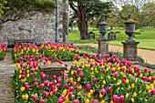 PARHAM HOUSE AND GARDENS, SUSSEX: DOUBLE PARTERRE OF YELLOW AND PINK TULIPS. TULIPA CAPE HOLLAND, TULIPA MRS JOHN T CHEEPERS. FORMAL, BULBS, BLOOMS, FLOWERS, FLOWERING, SPRING