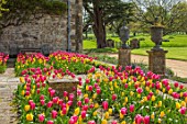 PARHAM HOUSE AND GARDENS, SUSSEX: DOUBLE PARTERRE OF YELLOW AND PINK TULIPS. TULIPA CAPE HOLLAND, TULIPA MRS JOHN T CHEEPERS. FORMAL, BULBS, BLOOMS, FLOWERS, FLOWERING, SPRING