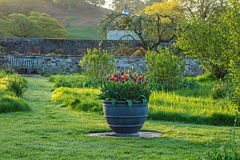 PARHAM_HOUSE_AND_GARDENS_SUSSEX_MEADOW_AND_CONTAINER_PLANTED_WITH_TULIPS__TULIPA_BROWN_UGAR_AND_TULI