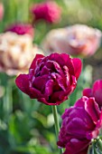 PARHAM HOUSE AND GARDENS, SUSSEX: CLOSE UP PLANT PORTRAIT OF PINK, RED TULIP - TULIPA RED ANTRACIET. BULBS, SPRING, FLOWERS, FLOWERING, TULIPS