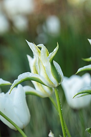 PARHAM_HOUSE_AND_GARDENS_SUSSEX_CLOSE_UP_PLANT_PORTRAIT_OF_WHITE_GREEN_TULIP__TULIPA_GREEN_STAR_BULB