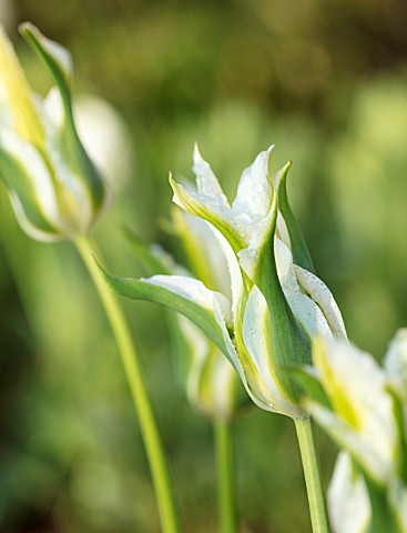 PARHAM_HOUSE_AND_GARDENS_SUSSEX_CLOSE_UP_PLANT_PORTRAIT_OF_WHITE_GREEN_TULIP__TULIPA_GREEN_STAR_BULB