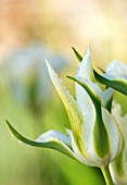 PARHAM HOUSE AND GARDENS, SUSSEX: CLOSE UP PLANT PORTRAIT OF WHITE, GREEN TULIP - TULIPA GREEN STAR. BULBS, SPRING, FLOWERS, FLOWERING, TULIPS