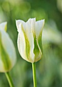 PARHAM HOUSE AND GARDENS, SUSSEX: CLOSE UP PLANT PORTRAIT OF WHITE, GREEN TULIP - TULIPA SPRING GREEN. BULBS, SPRING, FLOWERS, FLOWERING, TULIPS