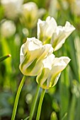 PARHAM HOUSE AND GARDENS, SUSSEX: CLOSE UP PLANT PORTRAIT OF WHITE, GREEN TULIP - TULIPA SPRING GREEN. BULBS, SPRING, FLOWERS, FLOWERING, TULIPS