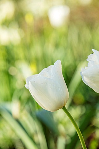 PARHAM_HOUSE_AND_GARDENS_SUSSEX_CLOSE_UP_PLANT_PORTRAIT_OF_WHITE_TULIP__TULIPA_CLEAR_WATER_BULBS_SPR