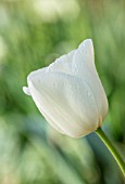 PARHAM HOUSE AND GARDENS, SUSSEX: CLOSE UP PLANT PORTRAIT OF WHITE TULIP - TULIPA CLEAR WATER. BULBS, SPRING, FLOWERS, FLOWERING, TULIPS