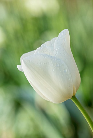 PARHAM_HOUSE_AND_GARDENS_SUSSEX_CLOSE_UP_PLANT_PORTRAIT_OF_WHITE_TULIP__TULIPA_CLEAR_WATER_BULBS_SPR