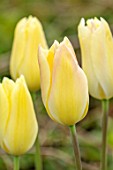 PARHAM HOUSE AND GARDENS, SUSSEX: CLOSE UP PLANT PORTRAIT OF WHITE, YELLOW  TULIP - TULIPA FIRST PROUD. BULBS, SPRING, FLOWERS, FLOWERING, TULIPS