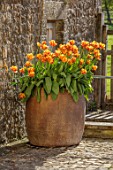 PARHAM HOUSE AND GARDENS, SUSSEX: CONTAINER PLANTED WITH TULIPS - TULIPA BROWN SUGAR. SPRING, BULBS, FLOWERING, FLOWERS