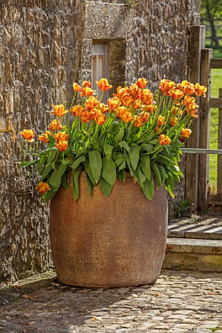 PARHAM_HOUSE_AND_GARDENS_SUSSEX_CONTAINER_PLANTED_WITH_TULIPS__TULIPA_BROWN_SUGAR_SPRING_BULBS_FLOWE