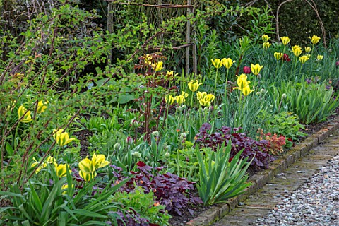 MORTON_HALL_WORCESTERSHIRE_BORDER_IN_KITCHEN_GARDEN_WITH_TULIPS_SPRING_BORDERS_FLOWERS_BULBS_TULIPA_