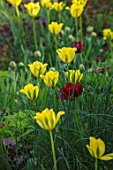 MORTON HALL, WORCESTERSHIRE: BORDER IN KITCHEN GARDEN WITH TULIPS, SPRING, BORDERS, FLOWERS, BULBS, TULIPA YELLOW SPRING GREEN, TULIPA UNCLE TOM