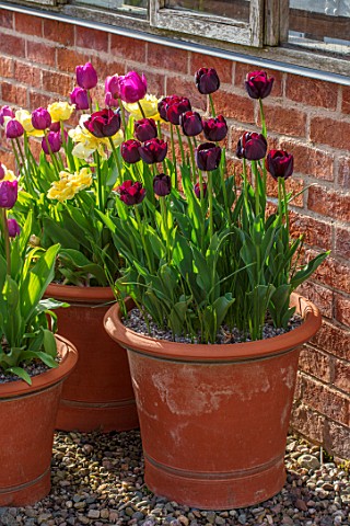 MORTON_HALL_WORCESTERSHIRE_THE_KITCHEN_GARDEN_TERRACOTTA_CONTAINERS_PLANTERS_PLANTED_WITH_TULIPS__TU