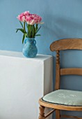 THE CONIFERS, OXFORDSHIRE: STILL LIFE OF TULIPA - TULIP PEACH BLOSSOM. FLOWERS, BLOOMS, BULBS, SPRING, PALE, PINK, BLUE, WALL, CHAIR
