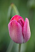 BAYNTUN FLOWERS: CLOSE UP PLANT PORTRAIT OF TULIP - TULIPA ROSE DES DAMES. PINK, RED, BREEDER, SINGLE, LATE, 1870
