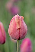 BAYNTUN FLOWERS: CLOSE UP PLANT PORTRAIT OF HERITAGE - TULIPA LE MOGOL. FLOWERS, FLOWERING, PINK, ROSE, PETALS