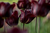 BAYNTUN FLOWERS: CLOSE UP PLANT PORTRAIT OF HERITAGE, TULIP, TULIPA DOM PEDRO, FLOWERS, FLOWERING, BULBS, BLACK, DARK, PURPLE, 1911, SINGLE, LATE