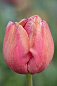 BAYNTUN FLOWERS: CLOSE UP PLANT PORTRAIT OF HERITAGE - TULIPA LE MOGOL. FLOWERS, FLOWERING, PINK, ROSE, PETALS