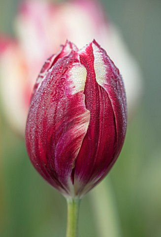 BAYNTUN_FLOWERS_CLOSE_UP_PLANT_PORTRAIT_OF_TULIP__TULIPA_PAPILLON_RED_WHITE_STRIPED_FEATHERED_BREEDE