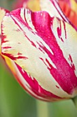 BAYNTUN FLOWERS: CLOSE UP PLANT PORTRAIT OF TULIP - TULIPA SASKIA, RED, WHITE, YELLOW, STRIPED, FEATHERED, PETALS, FLOWERS