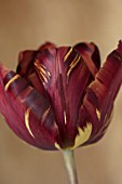 BAYNTUN FLOWERS: CLOSE UP PLANT PORTRAIT OF HERITAGE, BROKEN TULIP - TULIPA ABSALON. 1780, PURPLE, FLOWERS, FLOWERING, BULBS