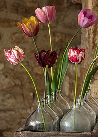 BAYNTUN_FLOWERS_CLOSE_UP_OF_HERITAGE_TULIPS_IN_GLASS_VASES_ABSALON_MABEL_OLD_TIMES_SASKIA_LE_MOGOL_G