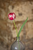 BAYNTUN FLOWERS: CLOSE UP PLANT PORTRAIT OF HERITAGE, BROKEN TULIP - TULIPA MABEL. 1915, RED, WHITE, FLOWERS, FLOWERING, BULBS, FLAMED, REMBRANDT, GLASS BOTTLE
