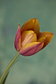 BAYNTUN FLOWERS: CLOSE UP PLANT PORTRAIT OF TULIP - TULIPA OLD TIMES. 1919, BROWN, YELLOW, BREEDER, PETALS, FLOWERS