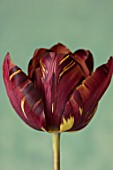 BAYNTUN FLOWERS: CLOSE UP PLANT PORTRAIT OF HERITAGE, BROKEN TULIP - TULIPA ABSALON. 1780, PURPLE, FLOWERS, FLOWERING, BULBS
