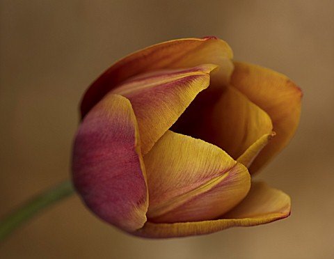 BAYNTUN_FLOWERS_CLOSE_UP_PLANT_PORTRAIT_OF_TULIP__TULIPA_OLD_TIMES_1919_BROWN_YELLOW_BREEDER_PETALS_