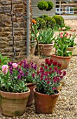 THE CONIFERS, OXFORDSHIRE: TERRACOTTA CNTAINERS PLANTED WITH WALLFLOWERS AND TULIPS. GRAVEL, COURTYARD, SPRING, POTS