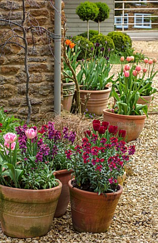 THE_CONIFERS_OXFORDSHIRE_TERRACOTTA_CNTAINERS_PLANTED_WITH_WALLFLOWERS_AND_TULIPS_GRAVEL_COURTYARD_S