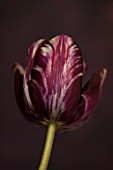 BAYNTUN FLOWERS: CLOSE UP PLANT PORTRAIT OF HERITAGE, BROKEN TULIP - TULIPA REMBRANDT. RED, WHITE, PURPLE, YELLOW, CREAM, FLOWERS, FLOWERING, BULBS, FLAMED, REMBRANDT