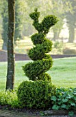 MITTON MANOR, STAFFORDSHIRE: CLIPPED TOPIARY BOX, BUXUS, HEDGES, HEDGING, SPRING, SYMMETRY, FORMAL, ENGLISH, COUNTRY GARDEN, EVERGREEN, GREEN, SPIRAL, BIRD