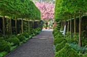 MITTON MANOR, STAFFORDSHIRE: PATH, CLIPPED TOPIARY BOX, BUXUS, HORNBEAM, HEDGES, HEDGING, SPRING, SYMMETRY, FORMAL, ENGLISH, COUNTRY GARDEN, EVERGREEN, GREEN, SPIRALS, CHERRIES